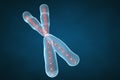 Trojrozmerný chromozóm 