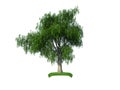 3d crying iva tree