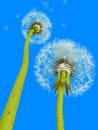 3d dandelions