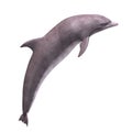 3D Dolphin Royalty Free Stock Photo