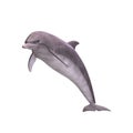 3D Dolphin