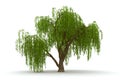 Trojrozmerný zelený strom plač vŕba izolovať 