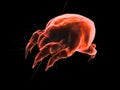 3d mite