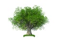 3d olive tree Royalty Free Stock Photo