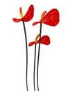 3d red floers Royalty Free Stock Photo