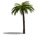 3D Render of a palm tree Royalty Free Stock Photo