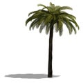 3D Render of a palm tree