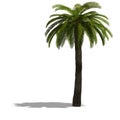 3D Render of a palm tree Royalty Free Stock Photo