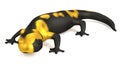 3d render of salamander Royalty Free Stock Photo