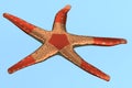 3d render of seastar