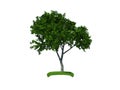 3d render of the small tree