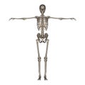 3D rendered Female Skeleton
