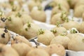 3Six potatoes chitting. Royalty Free Stock Photo