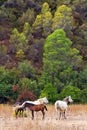 4 Andalucian horses in a field on the Costa del Sol