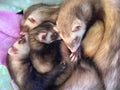 4 Beautiful Sleeping Ferrets