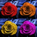 4 colorful roses