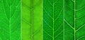 4 different green leaf close-up Royalty Free Stock Photo