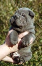 4 weeks old blue sharpei in hands Royalty Free Stock Photo