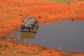 4 Zebra at a waterhole Royalty Free Stock Photo