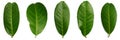 5 bay leafs Royalty Free Stock Photo