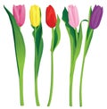 5 color tulips