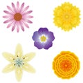 5 flower illustrations Royalty Free Stock Photo