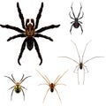 5 Spider illustrations Royalty Free Stock Photo