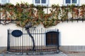 500 years old grapevine Maribor - Slovenia Royalty Free Stock Photo