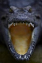 5049	crocodile-8 Royalty Free Stock Photo