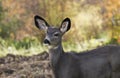 598 Close up doe Royalty Free Stock Photo