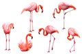 6 beautiful Flamingos