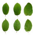 6 beech leafs Royalty Free Stock Photo