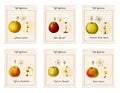 6 plates with illustrations of apple varieties Royalty Free Stock Photo