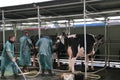 65th International Trade Fair Dairy Cattle