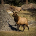 6X6 Bull Elk Royalty Free Stock Photo