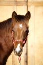 8 Month Old Quarter Horse Foal Royalty Free Stock Photo