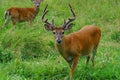 8 point Buck white tail deer