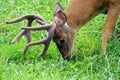 8 point Buck white tail deer