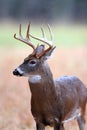 8 point whitetail buck Royalty Free Stock Photo