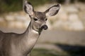 89 Deer close up Royalty Free Stock Photo