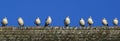 9 birds in a row Royalty Free Stock Photo