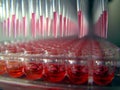 A 96-well microplate Royalty Free Stock Photo