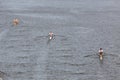 98th Primatorky rowing race Royalty Free Stock Photo