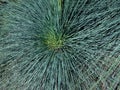 Radial green patterns of a plant in Montjuic Park.