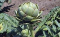 Plant and bud of the artichoke Cynara scolymus