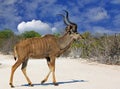 AA lone Bull (male) Kudu in Etosha walking