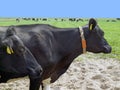 Two black and white cows in sharp focus in foreground