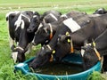 Black-and-white cows drinking from a water bowl