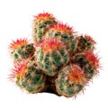 A red, green Cactus on a white background Royalty Free Stock Photo