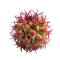 A red, green Cactus on a white background Royalty Free Stock Photo